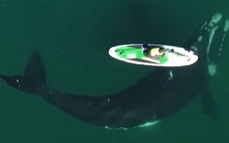 Αργεντινή: Φιλική φάλαινα… χαϊδεύει κανό (βίντεο)
