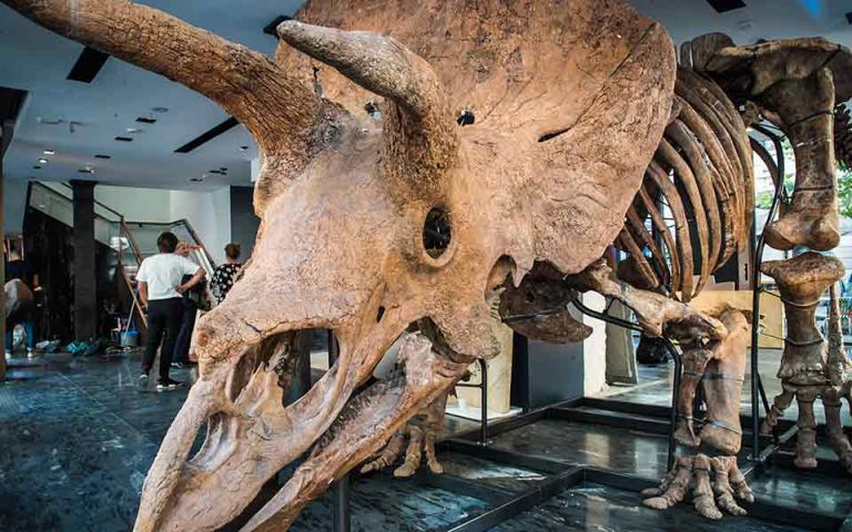 «Big John»: Στο σφυρί ο μεγαλύτερος σκελετός Τρικεράτοπα