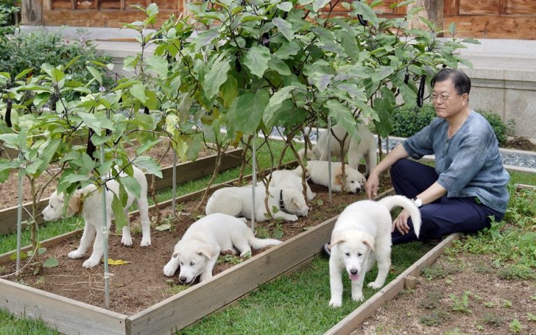 Ν. Κορέα: Τέλος στην κατανάλωση σκύλων θέλει να δώσει ο πρόεδρος Μουν Τζάε-ιν