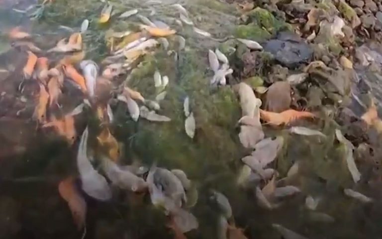 Ισπανία: Γιατί οι ακτές της Μαρ Μενόρ γέμισαν από νεκρά ψάρια (βίντεο)
