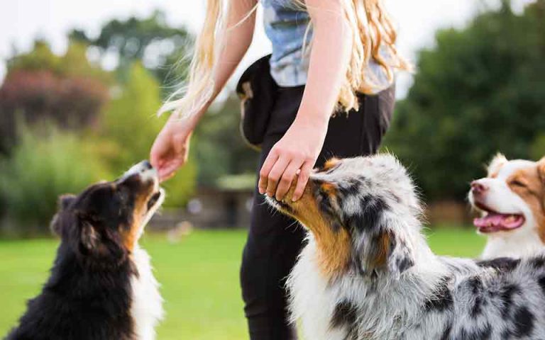 Έρευνα: Τα σκυλιά μπορούν να διακρίνουν εκούσιες και τυχαίες ανθρώπινες πράξεις
