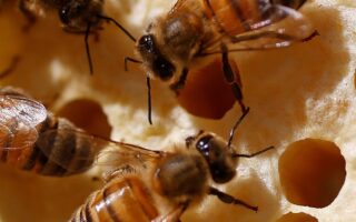 Τα συγκεκριμένα φυτοπροστατευτικά προϊόντα χαρακτηρίζονται «φονιάδες μελισσών» και απειλούν σοβαρά τη βιοποικιλότητα.