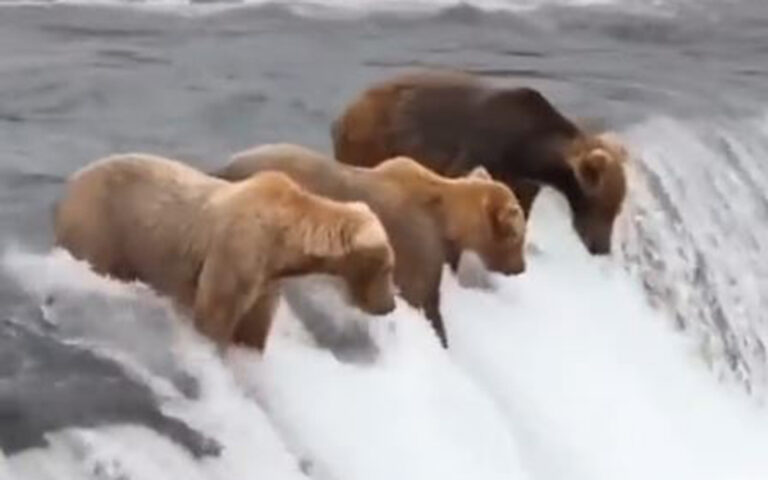 Η υπομονή ανταμείβεται με το… γεύμα της αρκούδας (βίντεο)