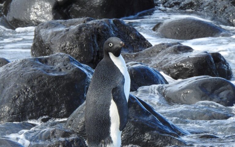 Το μαγικό ταξίδι ενός πιγκουίνου στη Νέα Ζηλανδία
