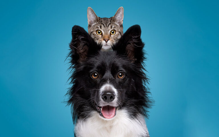 Είναι πιο έξυπνοι οι σκύλοι ή οι γάτες;