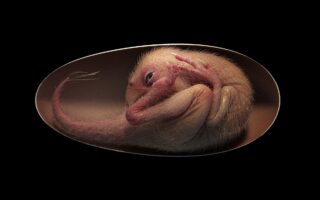 Ηλεκτρονική απεικόνιση δείχνει το έμβρυο δεινοσαύρου που ήταν έτοιμο να βγει από το αυγό του και έχει ηλικία περίπου 66 εκατ. ετών (φωτ. Lida Xing / Handout via REUTERS). 