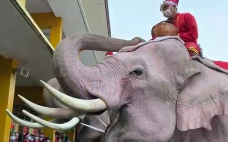 Ταϊλάνδη: Ελέφαντες Αγιοβασίληδες προσφέρουν μάσκες και απολυμαντικό