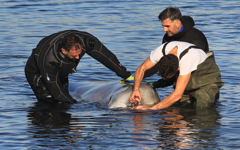 Φάλαινα στον Άλιμο: Σε εξέλιξη η επιχείρηση διάσωσης – «Η πρόγνωση δεν είναι καλή»