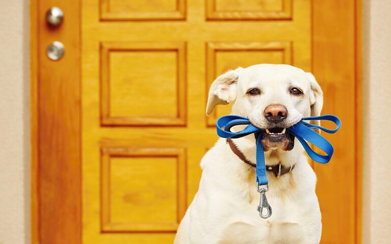 ΗΠΑ: Σκύλοι εκπαιδεύονται για να ανιχνεύουν τον κορωνοϊό σε συναυλίες