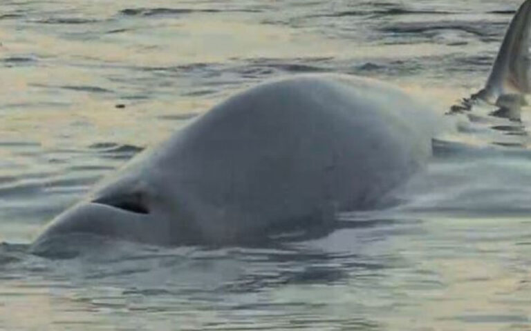 Φάλαινα φυσητήρας εντοπίστηκε στην παραλία Αλίμου