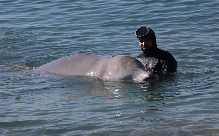 Φάλαινα στον Άλιμο: «Μάχη» για να κρατηθεί στη ζωή το τραυματισμένο ζώο – Τι λέει το υπουργείο Περιβάλλοντος