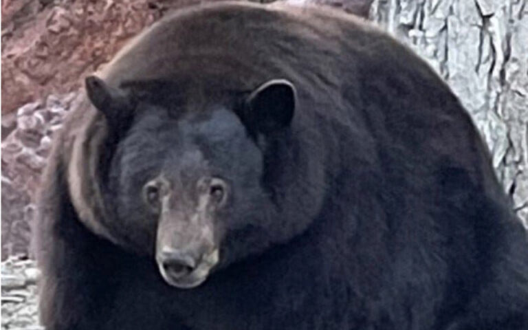 ΗΠΑ: Καταζητείται… ζημιάρα αρκούδα στην Καλιφόρνια (βίντεο)