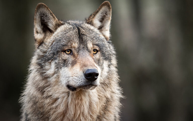 Λύκος εναντίον σκύλου: Μερικές σκέψεις για το περιστατικό της Πάρνηθας