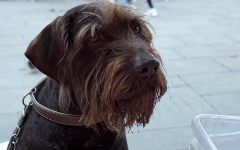 Ντοκιμαντέρ για τους άστεγους σε πόλεις της Βρετανίας και τα ζώα που τους συντροφεύουν