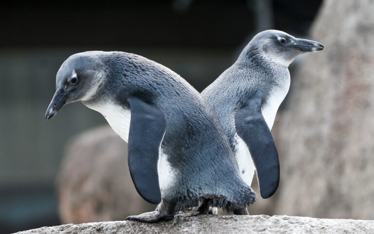 Προειδοποίηση ειδικών: Οι αφρικανικοί πιγκουίνοι μπορεί να εξαφανιστούν τις επόμενες δεκαετίες