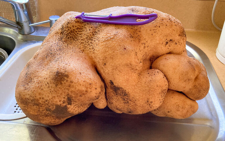 Παγκόσμιο Ρεκόρ Γκίνες: Η μεγαλύτερη πατάτα στον κόσμο, είναι τελικά κολοκύθα