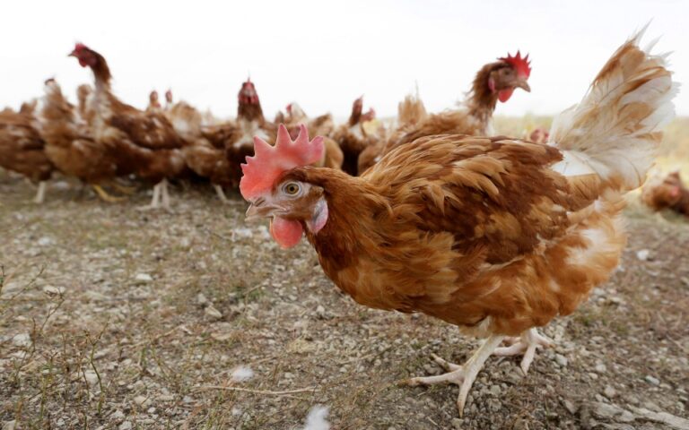 Γρίπη των πτηνών: Κρούσματα εντοπίστηκαν σε αγρόκτημα στο Βέλγιο