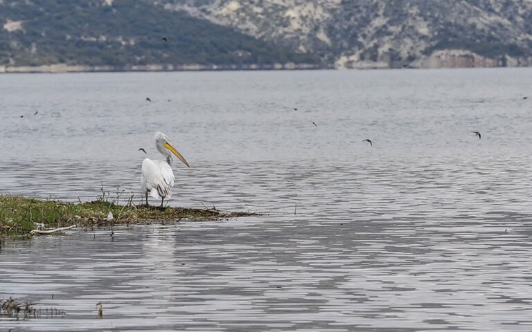 Κοζάνη: Κρούσμα της γρίπης των πτηνών σε αργυροπελεκάνο στην τεχνητή λίμνη Πολυφύτου