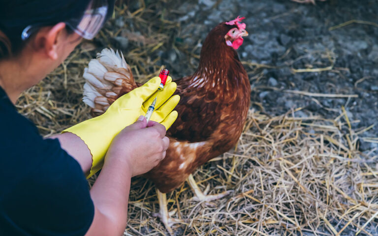 Ρουμανία: Ξέσπασμα γρίπης των πτηνών σε φάρμα κοντά στα βουλγαρικά σύνορα