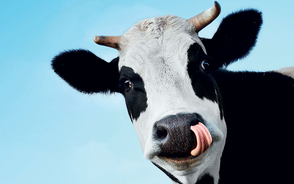 φυτικό-γάλα-ή-γάλα-αγελάδας-ποιο-είναι-561809299