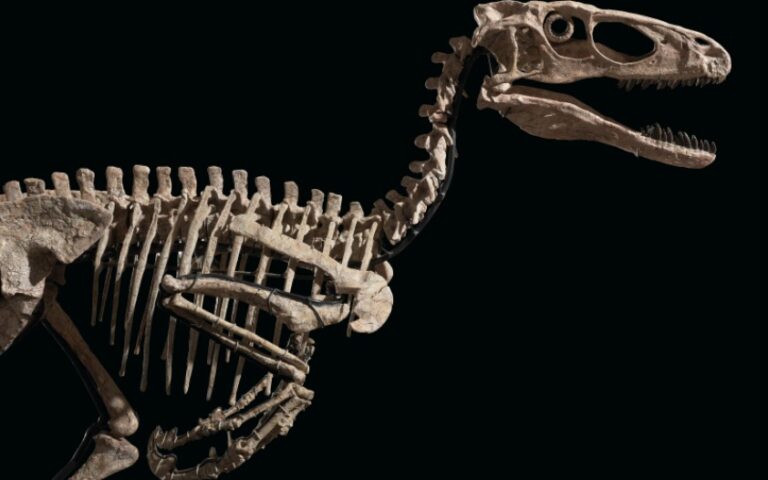 Τιμή – ρεκόρ για τον σκελετό δεινοσαύρου