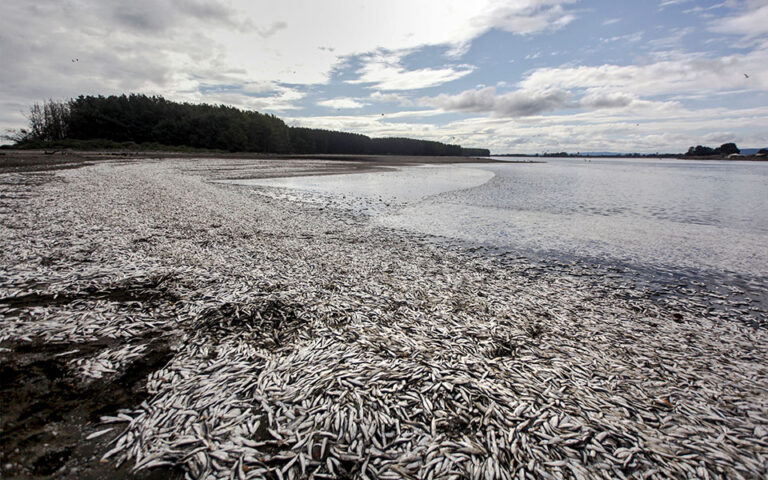 Εκατομμύρια τόνοι νεκρών ψαριών: Το σκάνδαλο της σπατάλης τροφίμων