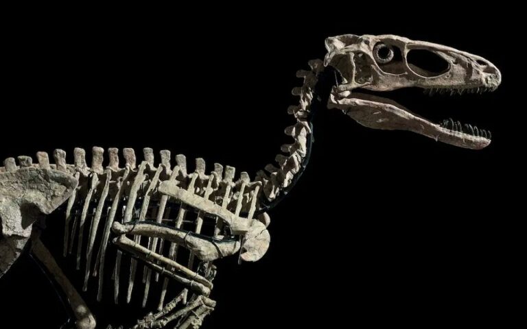 ΗΠΑ: Σκελετός δεινοσαύρου πωλήθηκε έναντι 12,4 εκατ. δολαρίων