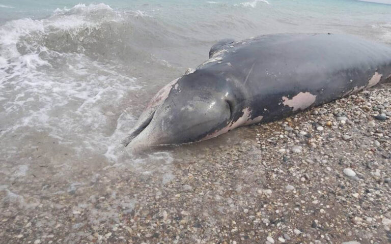 Νεκρός ζιφιός σε παραλία της Ρόδου – Είχε καταπιεί πάνω από 15 κιλά πλαστικά
