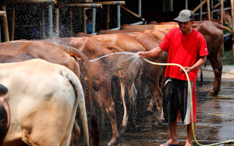 ΗΠΑ: Χιλιάδες βοοειδή νεκρά στο Κάνσας λόγω υπερβολικής ζέστης και υγρασίας