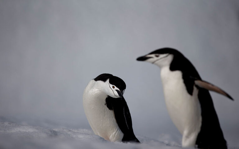 Μικροπλαστικά εντοπίστηκαν για πρώτη φορά σε φρέσκο χιόνι της Ανταρκτικής