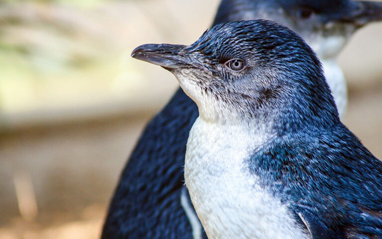 Νέα Ζηλανδία: Οι νεκροί πιγκουίνοι στις ακτές και ο ρόλος της κλιματικής αλλαγής