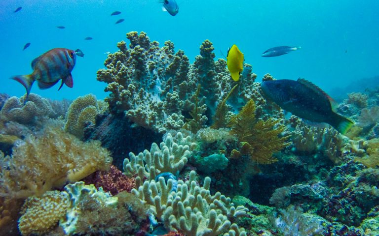 Η Κένυα επαναφέρει κοραλλιογενείς υφάλους στη ζωή