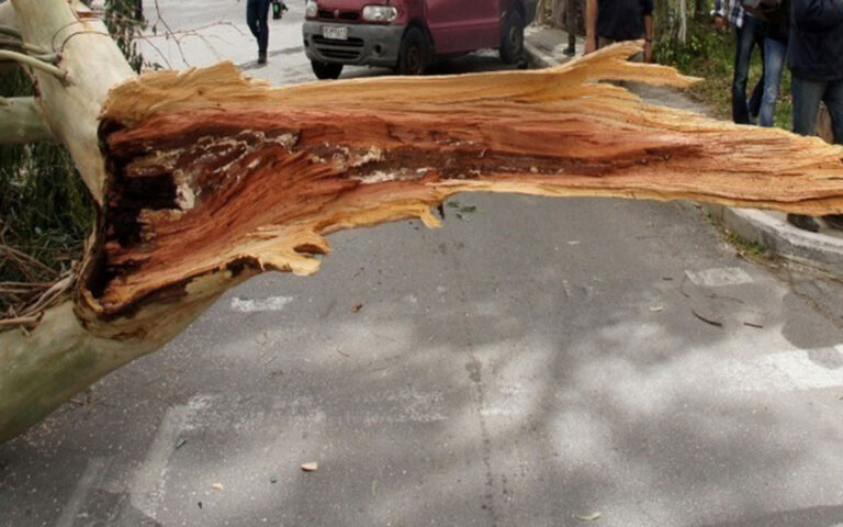 Θεσσαλονίκη: Πτώσεις δέντρων από την έντονη βροχόπτωση – Χαλάζι σε Λάρισα και Φλώρινα