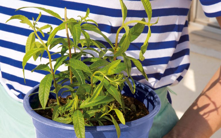 Τα φυτά που θα δώσουν στο μπαλκόνι σας άρωμα καλοκαιριού