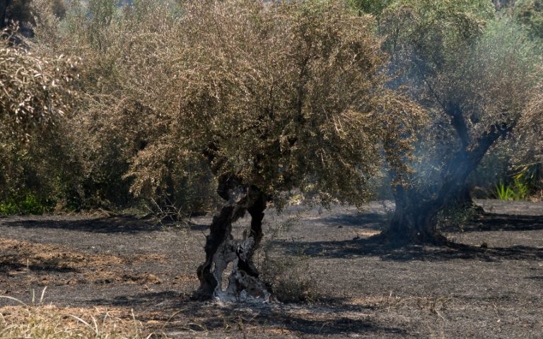 Πολύ υψηλός κίνδυνος πυρκαγιάς για αύριο Τετάρτη σε Αττική και Στερεά Ελλάδα