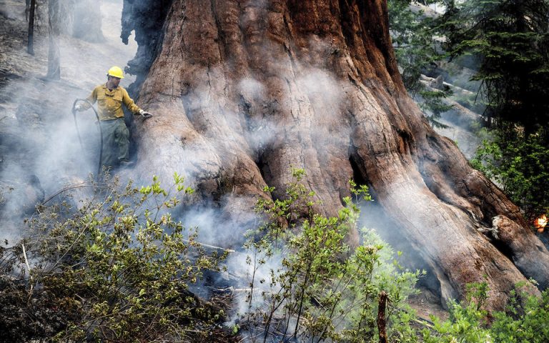 ΗΠΑ: Μεγάλη πυρκαγιά απειλεί τα ψηλότερα δέντρα στον κόσμο