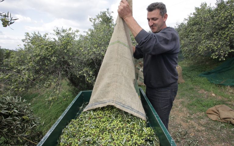 Η χαμένη υπεραξία του ελαιολάδου: Εξάγεται χύμα στην Ιταλία και πωλείται ακόμη σε τενεκέ