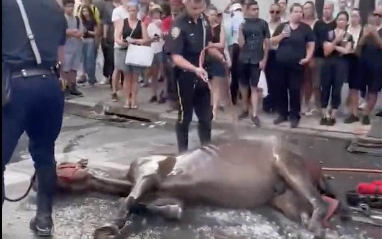 Νέα Υόρκη: Άλογο καταρρέει στη μέση του δρόμου από τη ζέστη