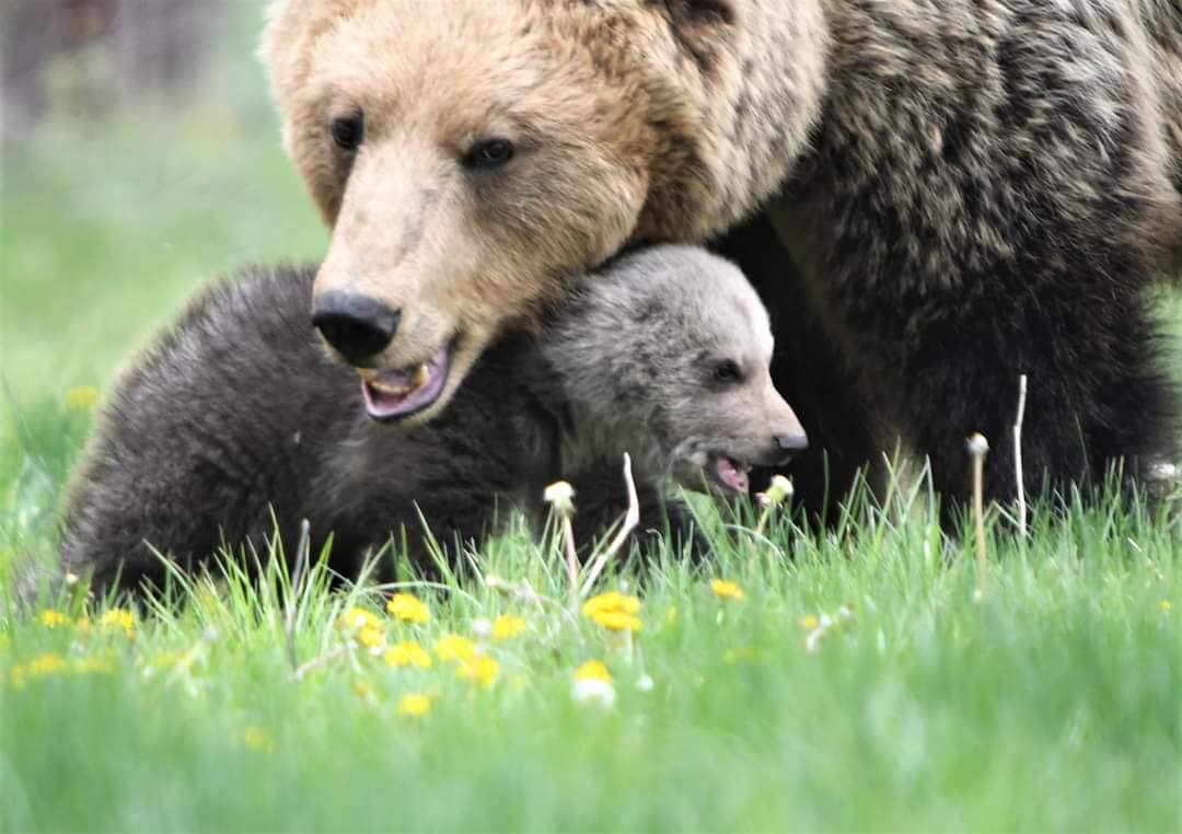 Τι συμβαίνει με τις νεκρές αρκούδες στη Βόρεια Ελλάδα-1