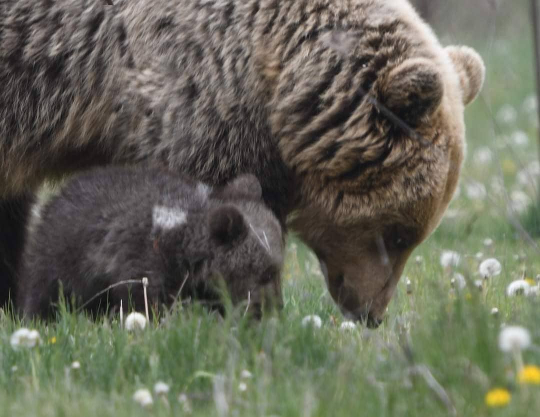 Τι συμβαίνει με τις νεκρές αρκούδες στη Βόρεια Ελλάδα-2