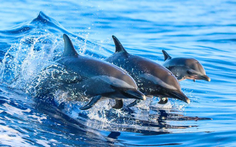 Δελφίνια στις ελληνικές θάλασσες: Σημαντικοί οι πληθυσμοί τους παρά τα πολλά προβλήματα