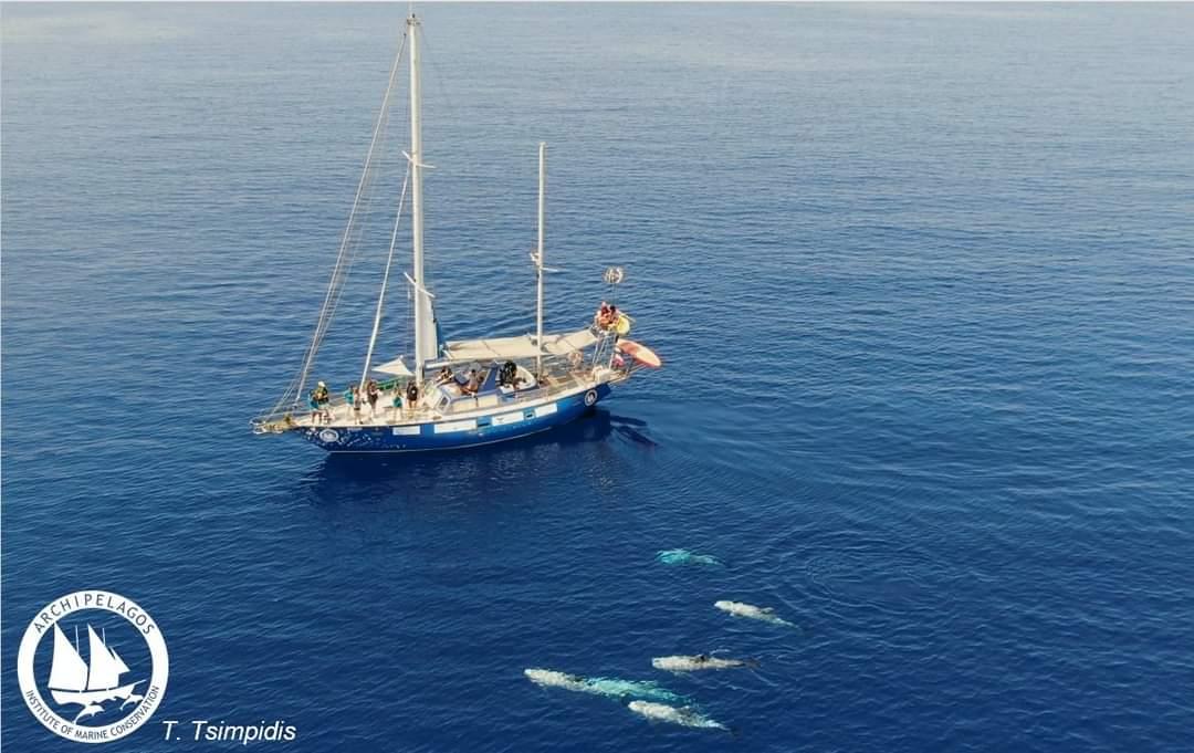 Δελφίνια στις ελληνικές θάλασσες: Σημαντικοί οι πληθυσμοί τους παρά τα πολλά προβλήματα-1