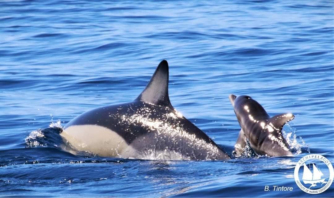 Δελφίνια στις ελληνικές θάλασσες: Σημαντικοί οι πληθυσμοί τους παρά τα πολλά προβλήματα-2