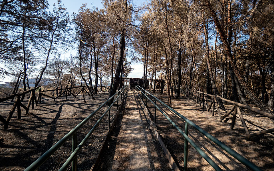 Οδοιπορικό στo πληγωμένo δάσος της Δαδιάς – Πώς σώθηκε ο πυρήνας του-3
