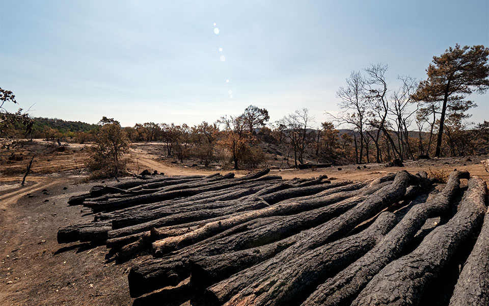 Οδοιπορικό στo πληγωμένo δάσος της Δαδιάς – Πώς σώθηκε ο πυρήνας του-5
