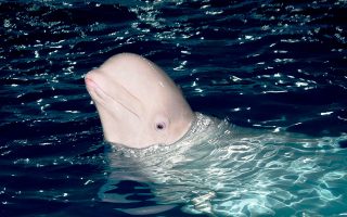 Γαλλία: Με drones παρακολουθείται η φάλαινα μπελούγκα που εμφανίστηκε στον Σηκουάνα-1