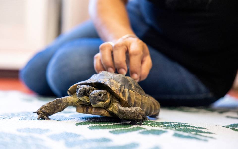 Ελβετία: Ο Ιανός κλείνει τα 25 και γίνεται η γηραιότερη δικέφαλη χελώνα στον κόσμο-1