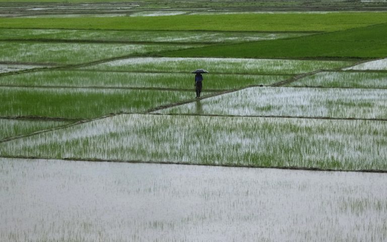 Ινδία: Περιορίζει τις εξαγωγές ρυζιού