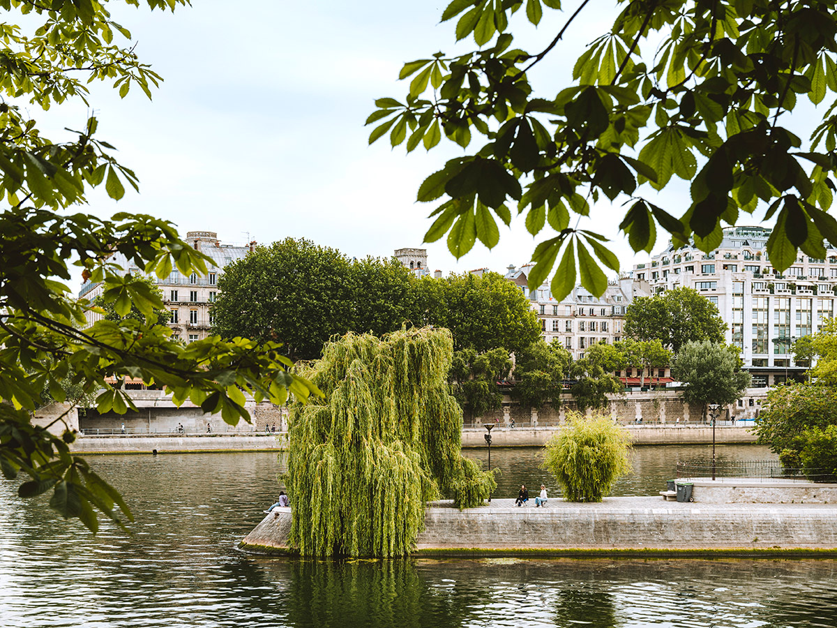 Τα αρχαία δέντρα του Παρισιού που έγιναν τοπόσημα-4