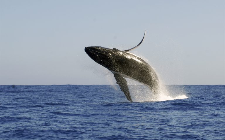 Il canto delle balene percorre gli oceani